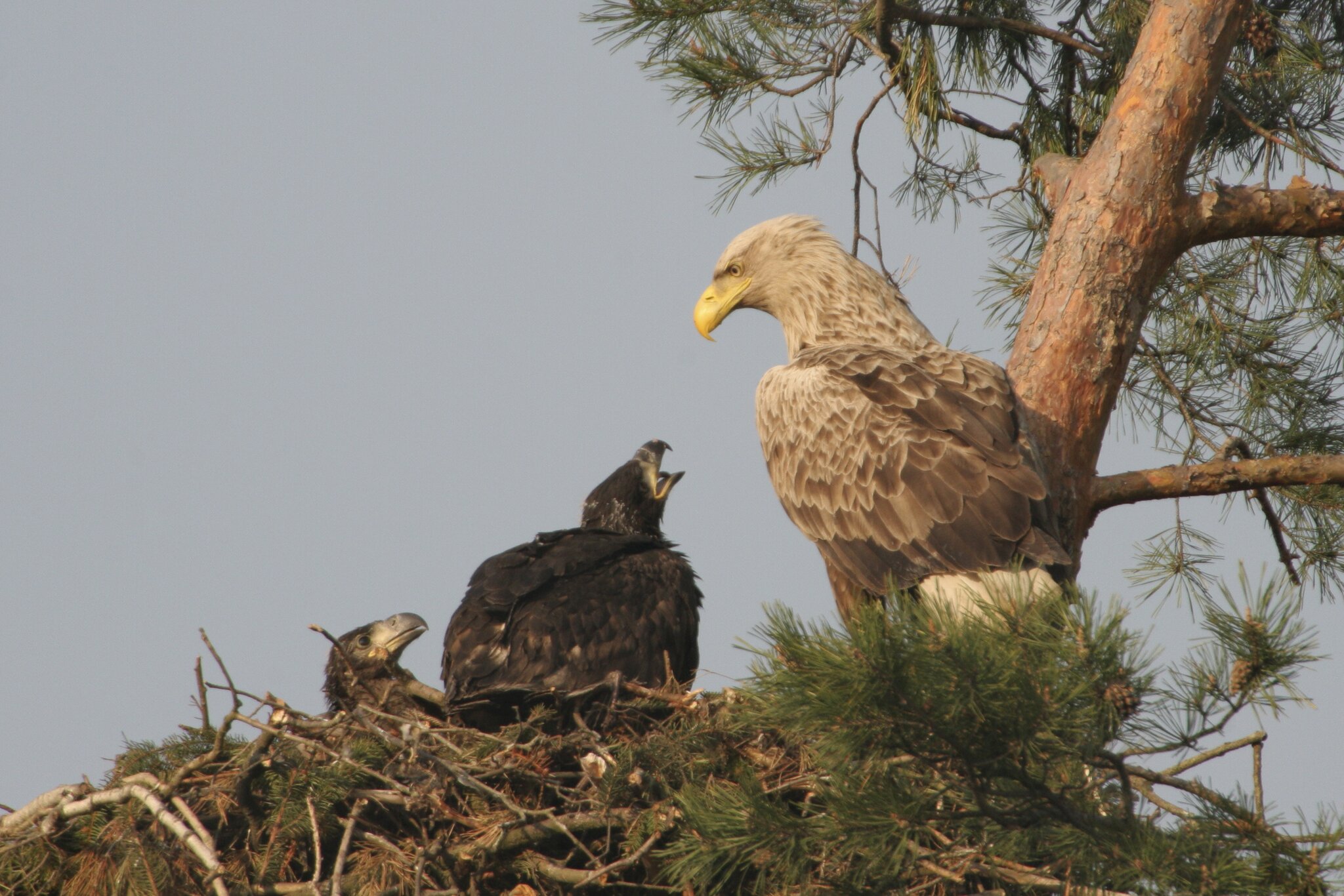 Donau-Auen National Park: population is growing: young white-tailed eagles ...
