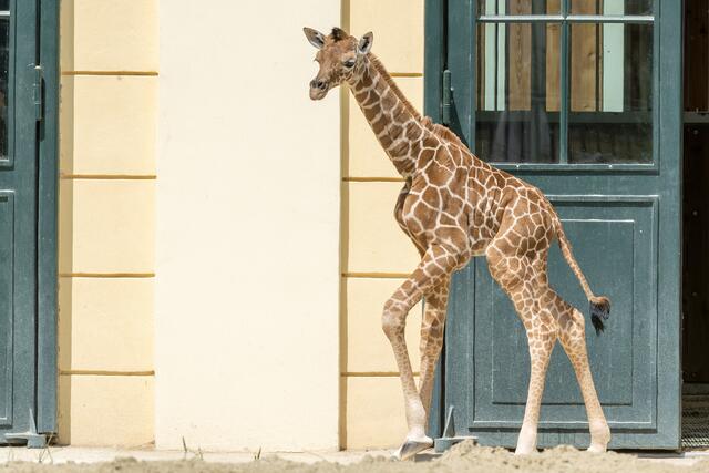 Das Jungtier, das erst Mitte Juli zur Welt kam, galt eher schmächtig. | Foto: Daniel Zupanc