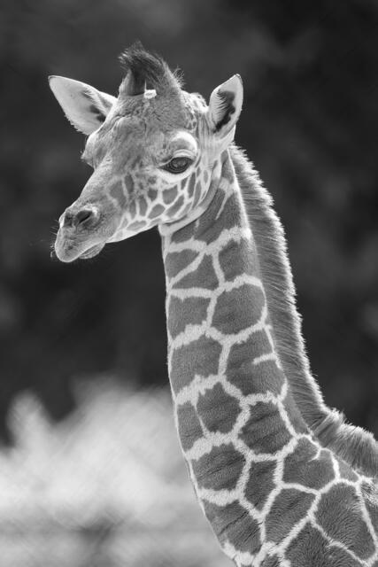 Traurige Nachrichten aus dem Tiergarten Schönbrunn: ein Giraffen-Jungtier ist überraschend verstorben – es wurde nur vier Wochen alt. | Foto: Daniel Zupanc Fotografie