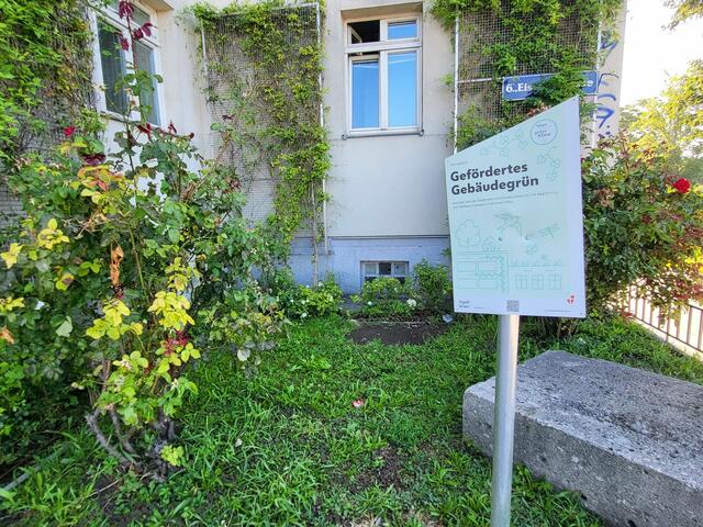 Zwei Ecken vom Leuthnerhof wurden bereits ausgiebig an den Fassaden begrünt.  | Foto: Salme Taha Ali Mohamed