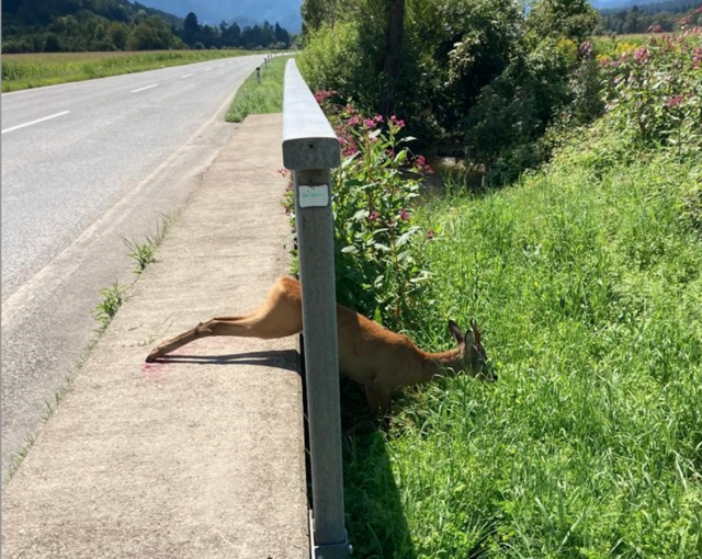 Ein Rehbock verfing sich in einem Brückengeländer auf der B82 im Bereich Kühnsdorf. | Foto: LPD Kärnten