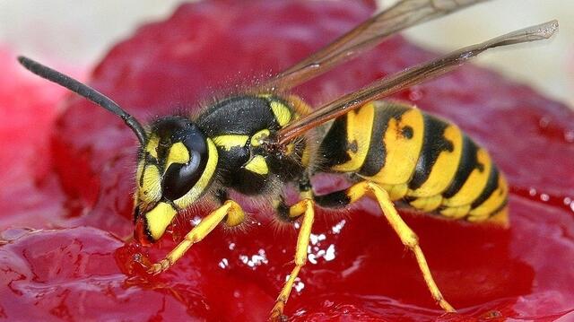 Wespenplage - was tun? Viele Insekten sind geschützt! | Foto: KK