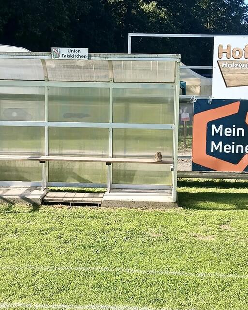 Der flugunfähige junge Turmfalke hatte sich am Sportplatz in Aurolzmünster auf die Reservebank gesetzt. | Foto: Tierschutz Initiative Innviertel