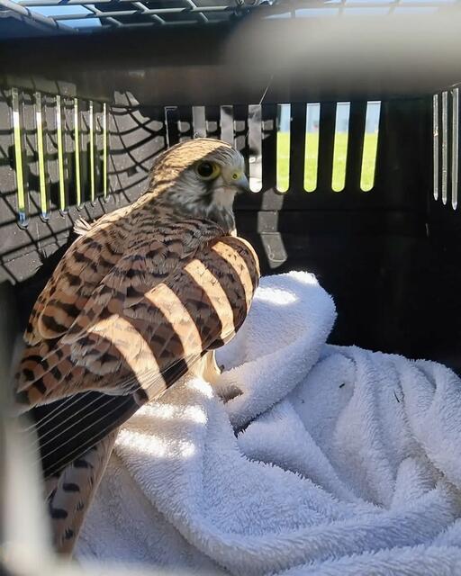 Die Tierschutz Initiative Innviertel übergab den flugunfähigen Greifvogel an die Tierhilfe Gusental zum Weitertransport in eine Greifvogelstation. | Foto: Tierschutz Initiative Innviertel