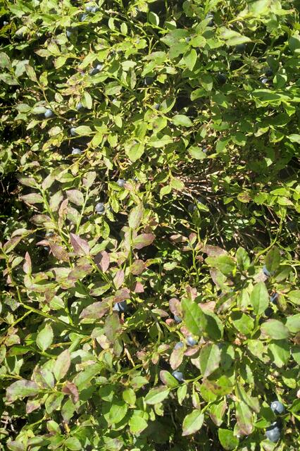 Massenhaft Heidelbeeren