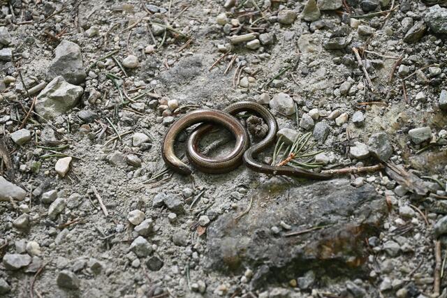 Kleine Schlange am Forstweg