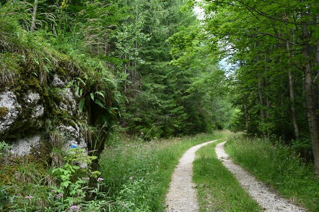 Die blaue Markierung führt zu einer Höhle, ich gehe aber den Forstweg weiter