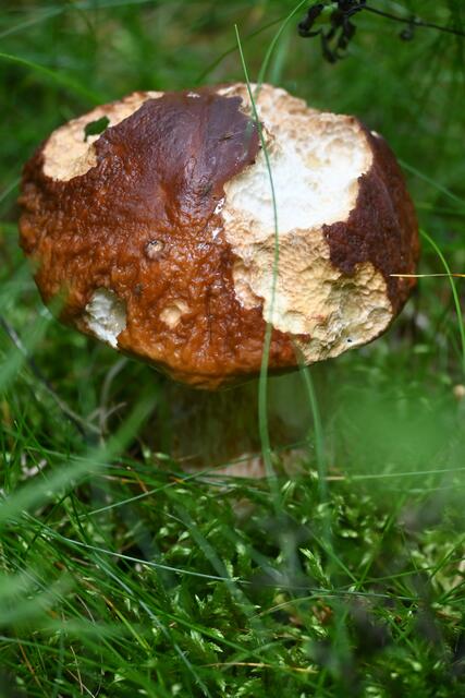 Kleiner Herrenpilz, aber die Schneckenwaren schneller