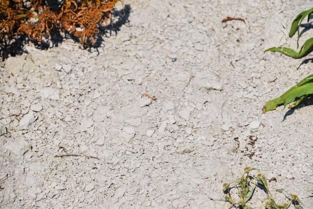 Einer Staubwüste mit üppigen Pflanzenbewuchs: So zeigt sich der Zicksee in St. Andrä.  | Foto: Stefan Schneider