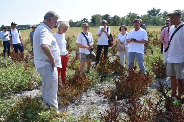 Der Zicksee gleicht eher einem Pflanzensee. Auch Ragweed macht sich bereits breit.  | Foto: Stefan Schneider