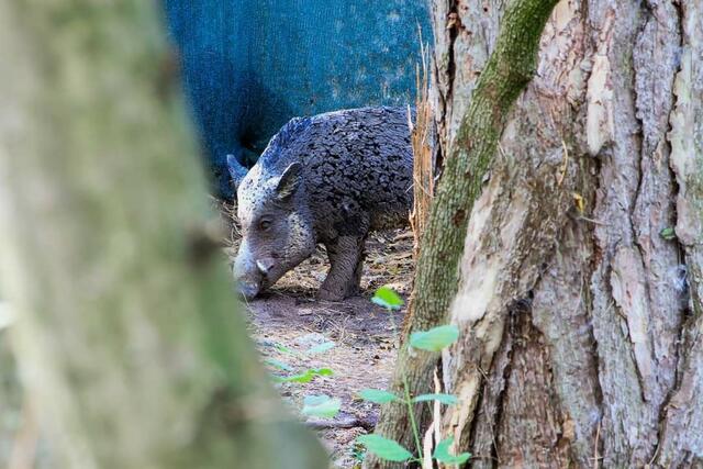 Foto: Leopold Schmalzl III.