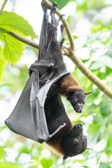 Wiener Tiergarten: Dreifacher Nachwuchs bei den Flughunden in ...