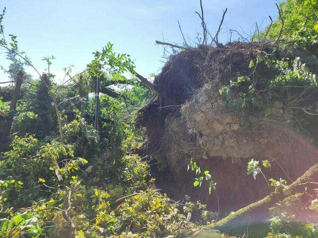 Ein Drittel der teils hunderte Jahre alten Eichen wurde vom Sturm entwurzelt und umgeworfen. | Foto: Pfadfindergruppe Salzburg-Maxglan