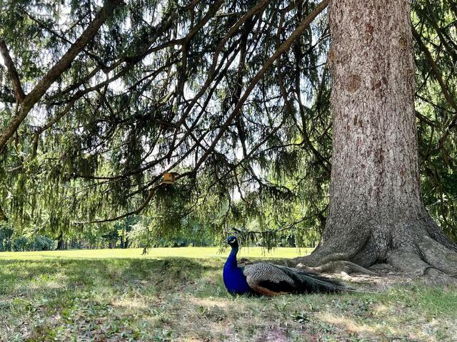 Dieser Pfau suchte bei den sommerlichen Temperaturen Schatten.  | Foto: Schloss Ambras 
