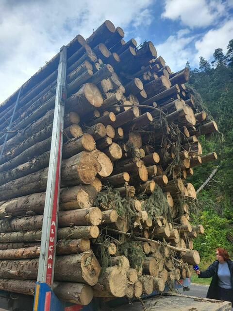 Der meterlange Baum fiel von einem Anhänger eines Lasters, der laut "Brasov.net" mehr als 40 Tonnen Holz transportierte. | Foto: Diaspora Europeană Oficial/zVg