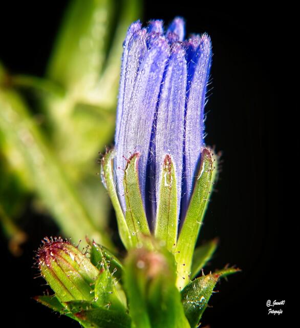 ......so sieht  man sie ja selten .....