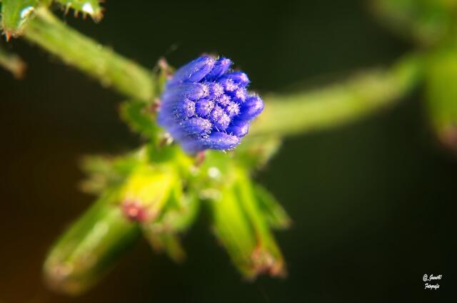 .....diese Blüte wollte noch nicht .....
