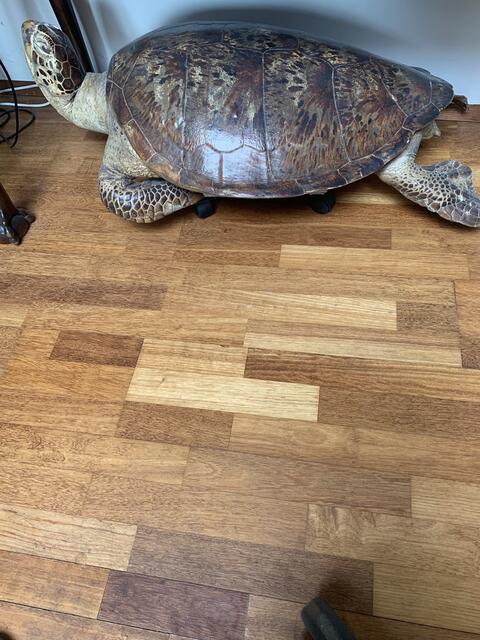 Eine täuschend echt aussehende Meeresschildkröte aus Manila