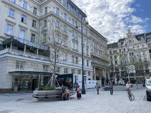 Kahle Bäume mit braunen Blättern: So sollten die Platanen am Neuen Markt eigentlich nicht aussehen. Sie sorgen nun für Aufregung. | Foto: Teischl/RMA