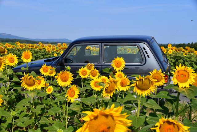 Am Sonntag sind im Burgenland bis zu 34 Grad möglich. | Foto: Hermann Sauer 
