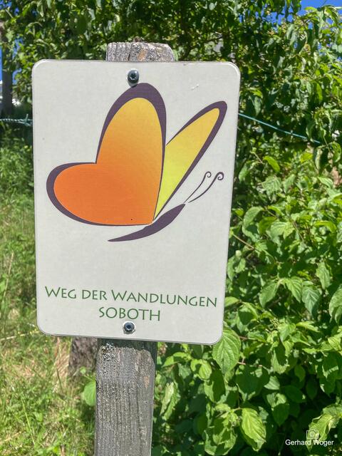 Immer den Schmetterling folgen!