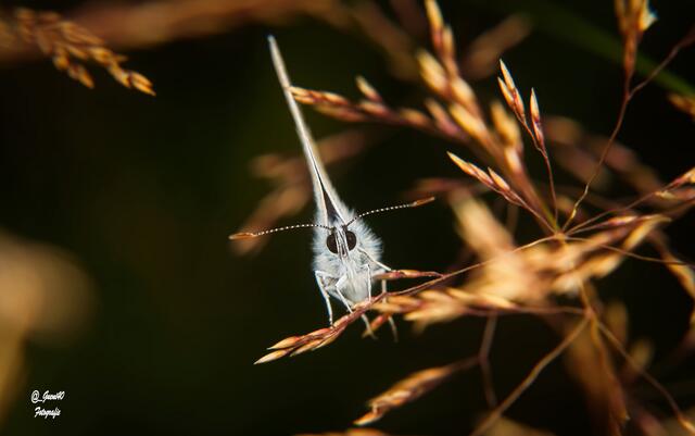........auch das zarte Gras läßt den Schmetterling nicht runterfallen .....