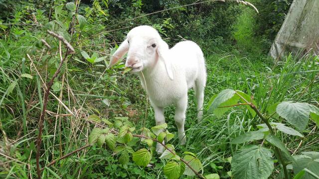 Das etwa sechs Wochen alte Tier unbekannter Herkunft wurde vergangenen Donnerstag auf dem Rücksitz eines deutschen Urlauberwagens vom Salzburger Tiertransportinspektor entdeckt. | Foto: Pfotenhilfe Lochen