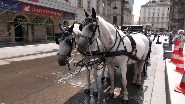 Hitzefrei: Früher Feierabend machen konnten am Montagnachmittag die Wiener Fiakerpferde machen. | Foto: Andreas Pölzl/RMW