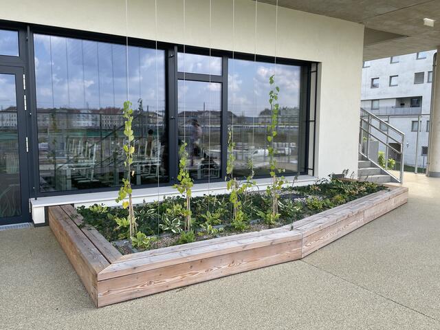 Grünbeete mit Rankhilfen sollen künftig für eine klimafreundliche Fassade sorgen. | Foto: Barbara Schuster/RMW