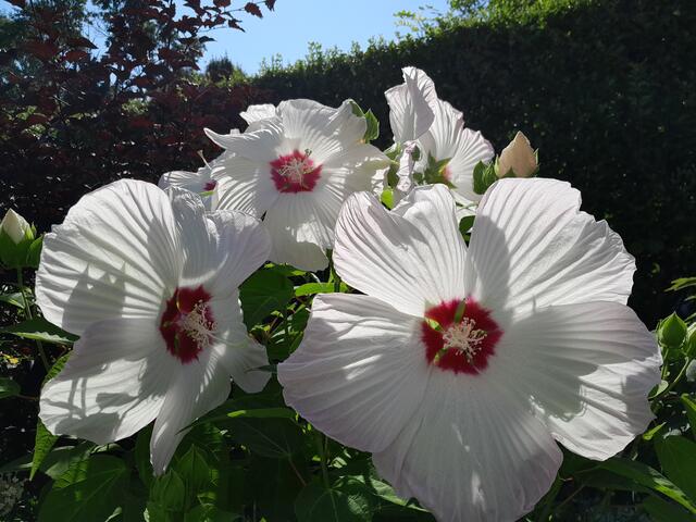 Am Mittwoch wird es im Burgenland maximal 34 Grad bekommen. Im Süden sind Gewitter und Schauer möglich. | Foto:  WANDERFEE MORIYHA/Michaela Gold