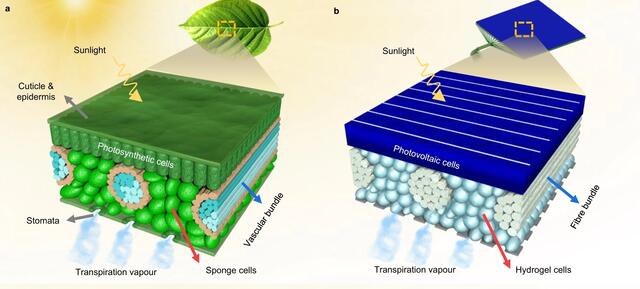 Typische innere Struktur eines echten Blattes. Die Leitbündel verteilen flüssiges Wasser gleichmäßig über die gesamte Blattoberfläche. Eine wirksame Transpirationskühlung schützt den Photosyntheseprozess. b Interne Struktur der bioinspirierten Transpirationsstruktur. Hydrophile Faserbündel und Hydrogelzellen werden verwendet, um die Gefäßbündel und Schwammzellen nachzuahmen. | Foto: nature