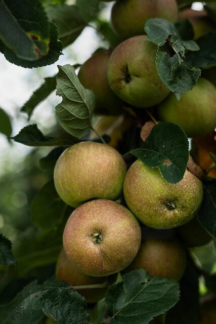 Foto: olivie-strauss/unsplash