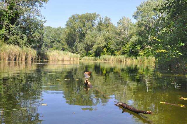 Ein Badegast sah im Bereich des Mühlwassers einen leblosen Mann im Wasser treiben. (Archiv) | Foto: Willfried Gredler-Oxenbauer / picturedesk.com