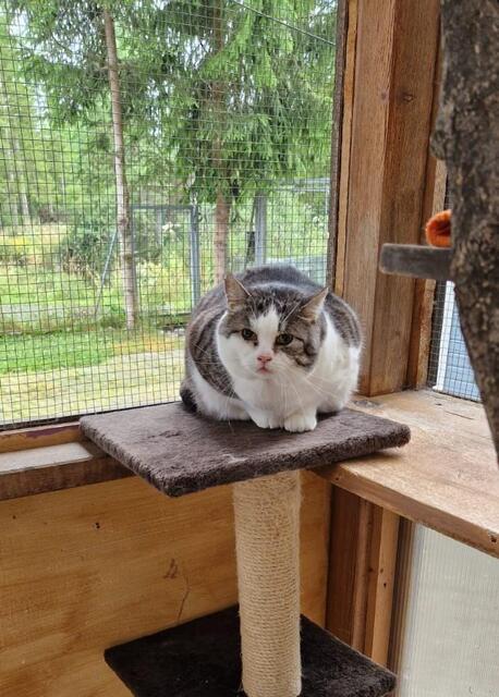 Die liebe "Muinze" wünscht sich ein ruhiges Plätzchen als Wohnungskatze. | Foto: Tierheim Reutte