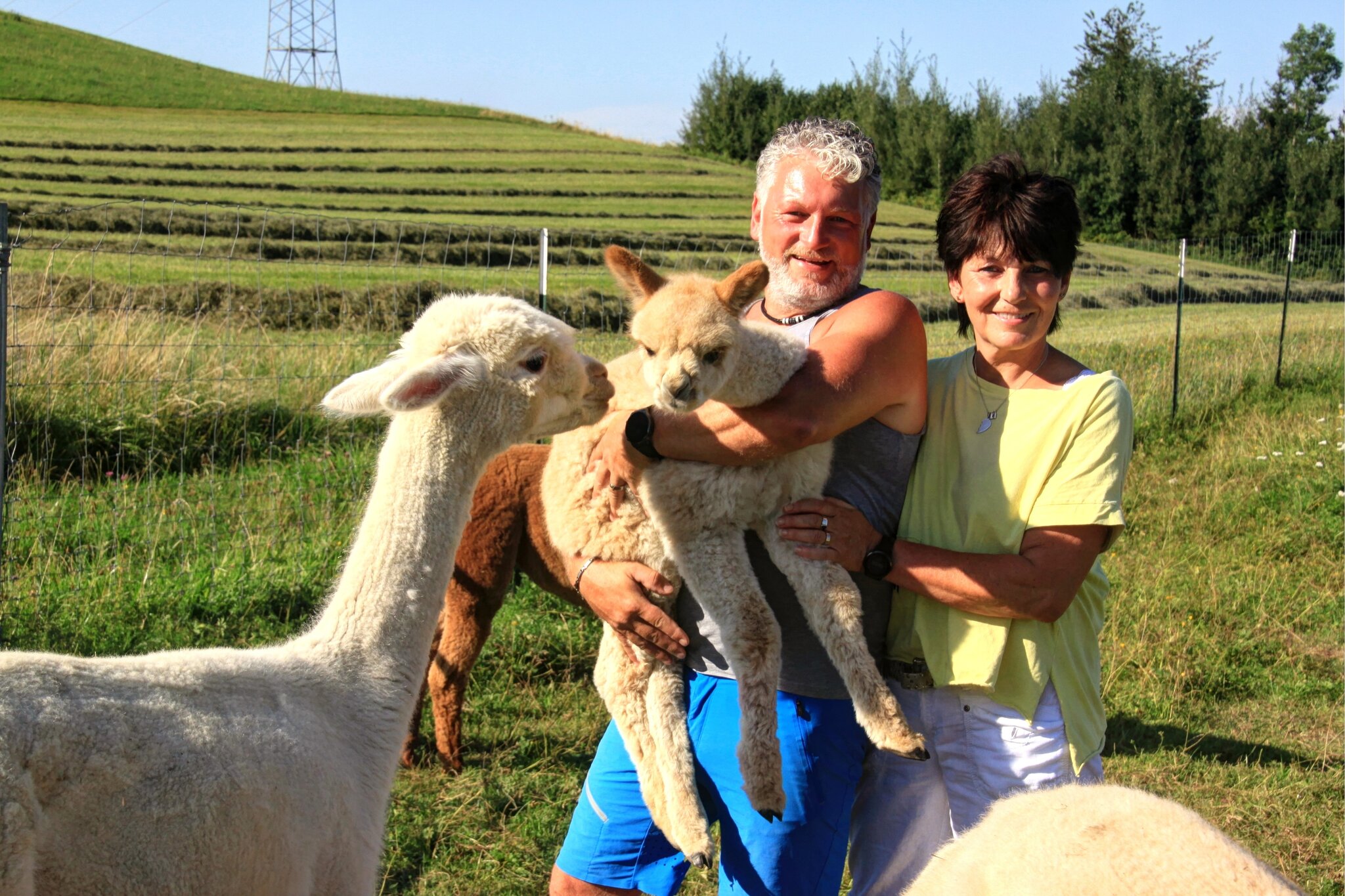 Die süssen Alpaka´s von Schwaighofen / Eugendorf Scheffenacker´s