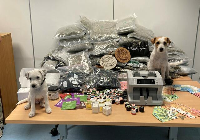 Die Hausdurchsuchung fand mit der Unterstützung von Diensthund „Pitt vom Taffatal“ und dem in Ausbildung befindlichen Junghund „Brisko v. Little Wild Paws“ statt. | Foto: LPD NÖ