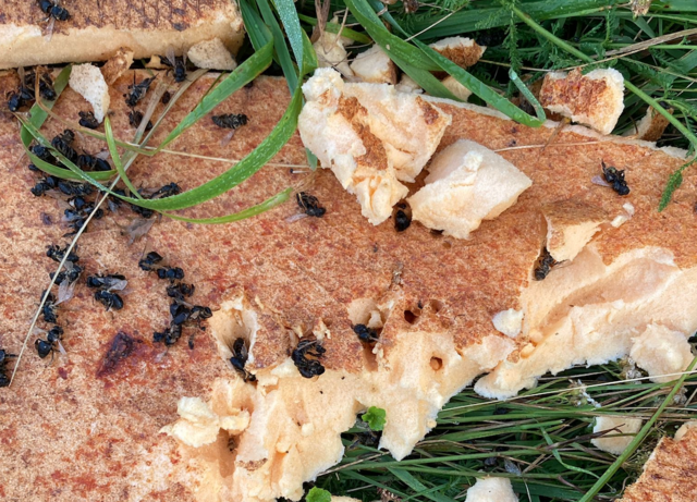 Nicht nur uns Menschen schmeckt der Bienenhonig. Auch Braunbären können nicht wiederstehen. | Foto: Privat