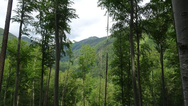 Hier zeigt sich ein Durchblick zum Hohenstein. | Foto: © Silvia Plischek