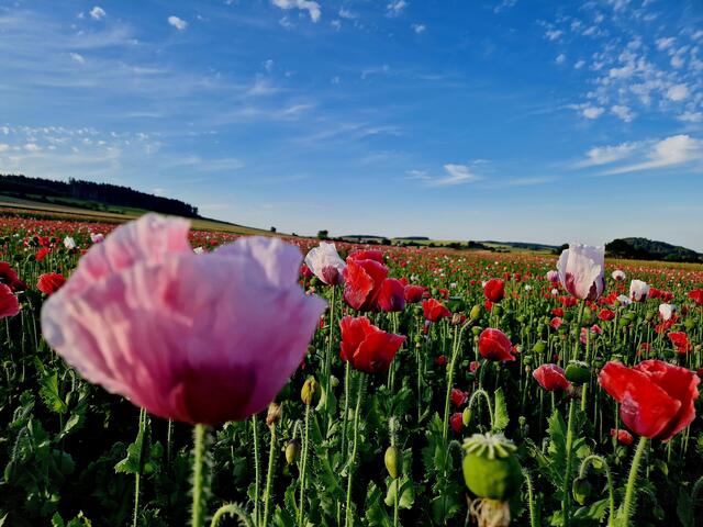 Alexandra Simhandl war mit ihrem Handy in der Umgebung von Kottes unterwegs und mailte dieses Foto an die BezirksBlätter Zwettl. | Foto: Alexandra Simhandl