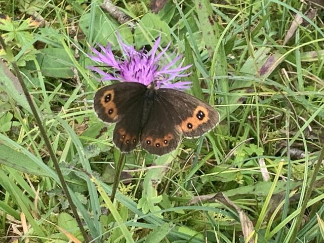 Blume und Schmetterling passen zusammen und ergänzen sich als wären sie Geschwister! Aufgenommen in den Lärchenwiesen in OBSTEIG  | Foto: Anneliese Wilhelm
