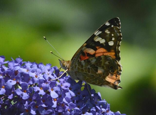 Distelfalter | Foto: Franz Kaltenleitner