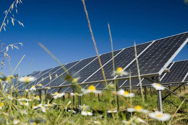 Natur und Photovoltaik können durchaus Hand in Hand gehen. | Foto: Enery/iStock