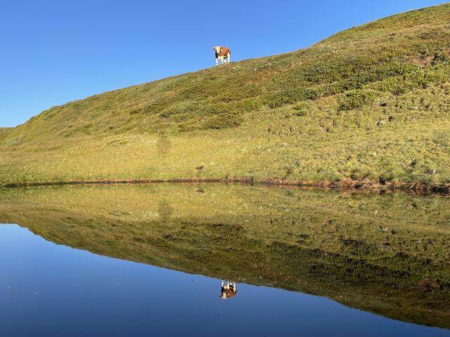 Die Kuh genießt den Ausblick in der Morgensonne | Foto: Robert Mair
