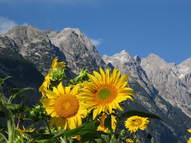 Hoher Göll mit Sonnenblumen | Foto: Marianne Robl