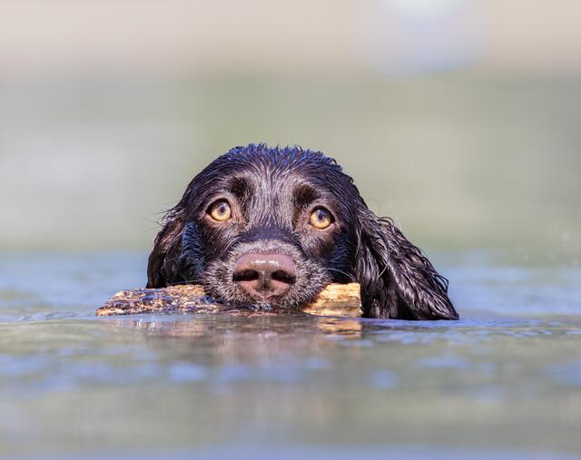 Auch die lieben Hunde freuen sich über ein Bad bei dieser Hitze.