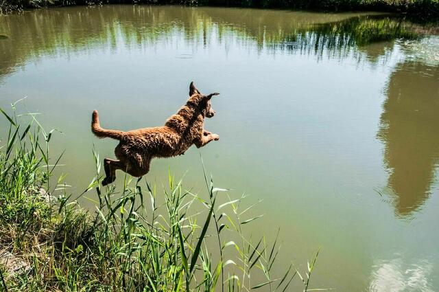 Der Sommer ist zurück !!! | Foto: Franz Sommeregger