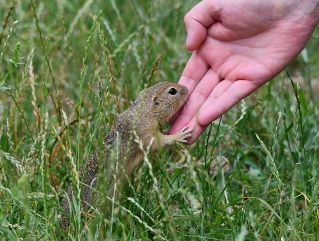 Die Ziesel in den Blumengärten Hirschstetten laufen frei umher und sind an Besucher gewöhnt, die neugierigen Jungen kommen bei der Futtersuche zum greifen Nahe. LG Gaby 