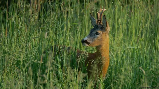 Rehbock im hohen Gras | Foto: Gregor Fraißl