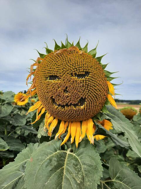 Urheber, Sandra Weidinger

So herrlich, die Natur, jede Jahreszeit hat etwas parat