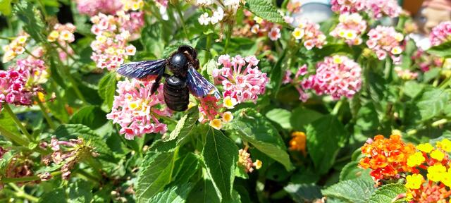 Holzbiene und Wandelröschen haben viele Insekten angelockt. In unseren Paradies.
LG Renate